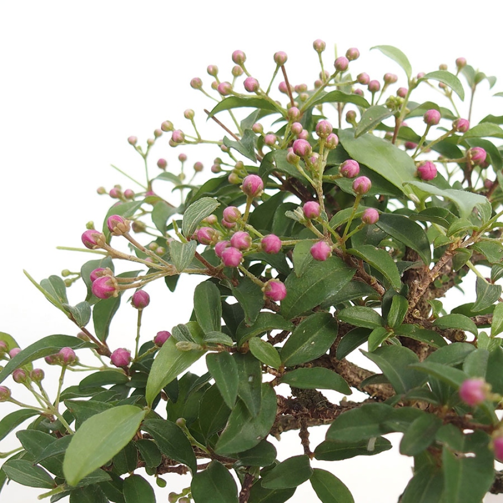 Zimmerbonsai – Barbados-Kirsche (Malpighia glabra) 