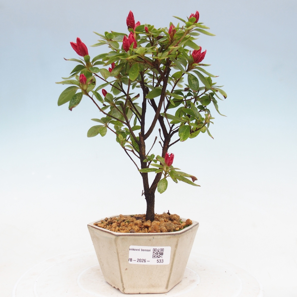 Bonsai für draußen - Japanische Azalee - Azalea sp.