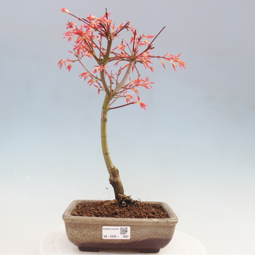 Spitzahorn - Acer palmatum Beni Tsukasa