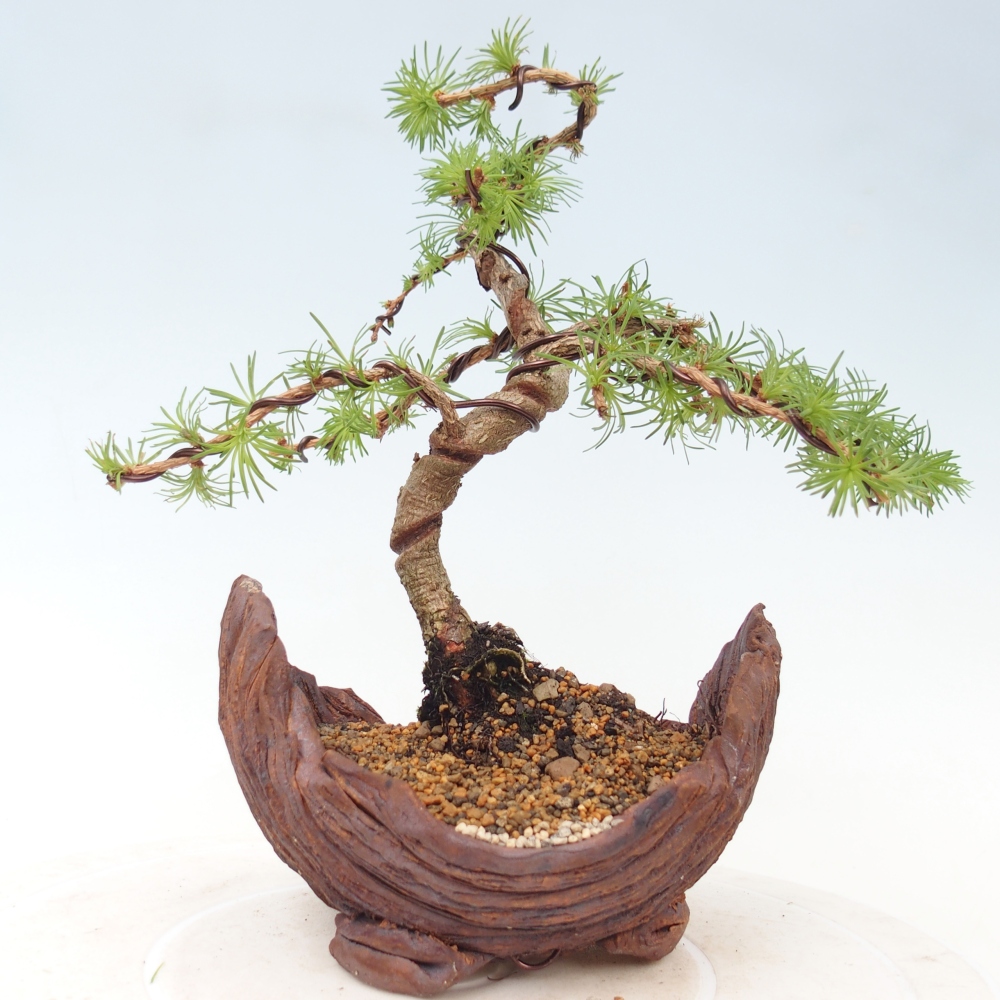 Bonsai für draußen - Larix Kaempferi - Japanische Lärche
