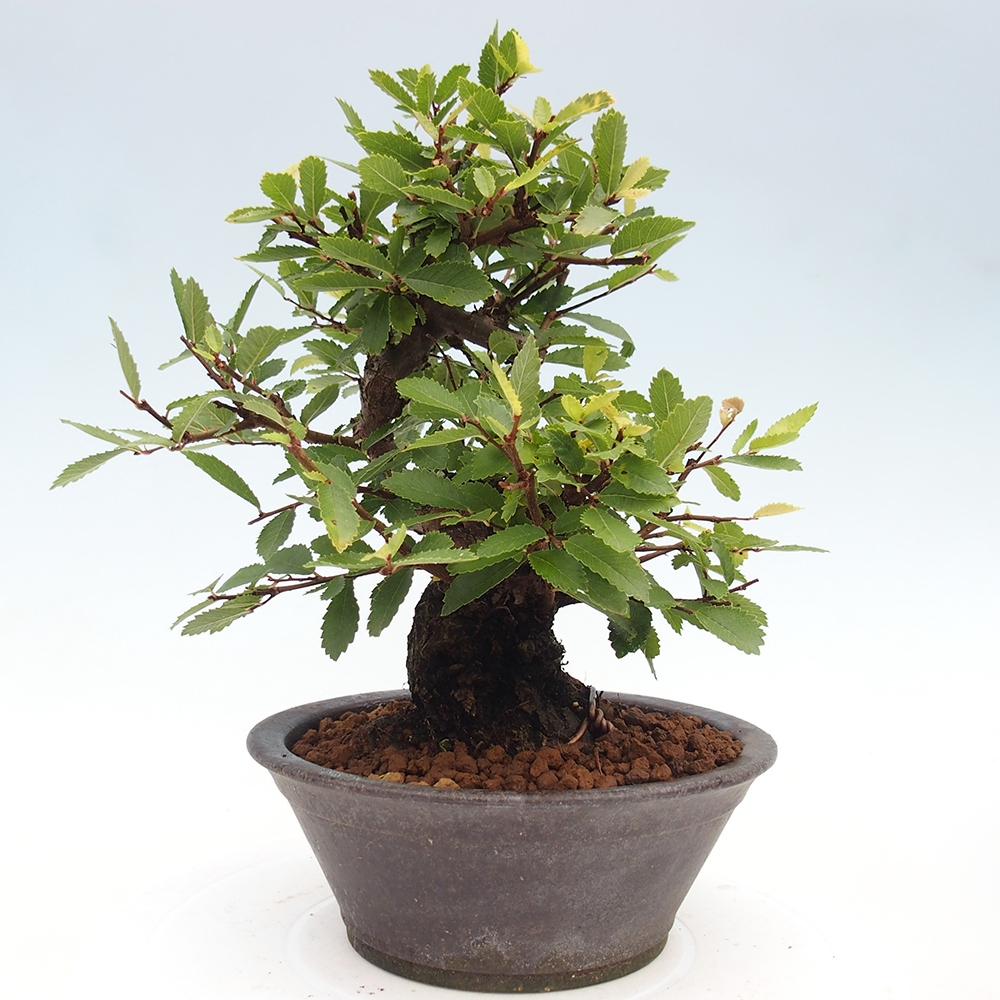 Bonsai für draußen - Zelkova - Zelkova NIRE
