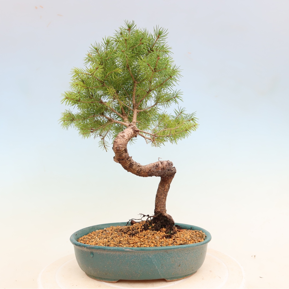 Bonsai für draußen - Fichte - Picea glauca globe