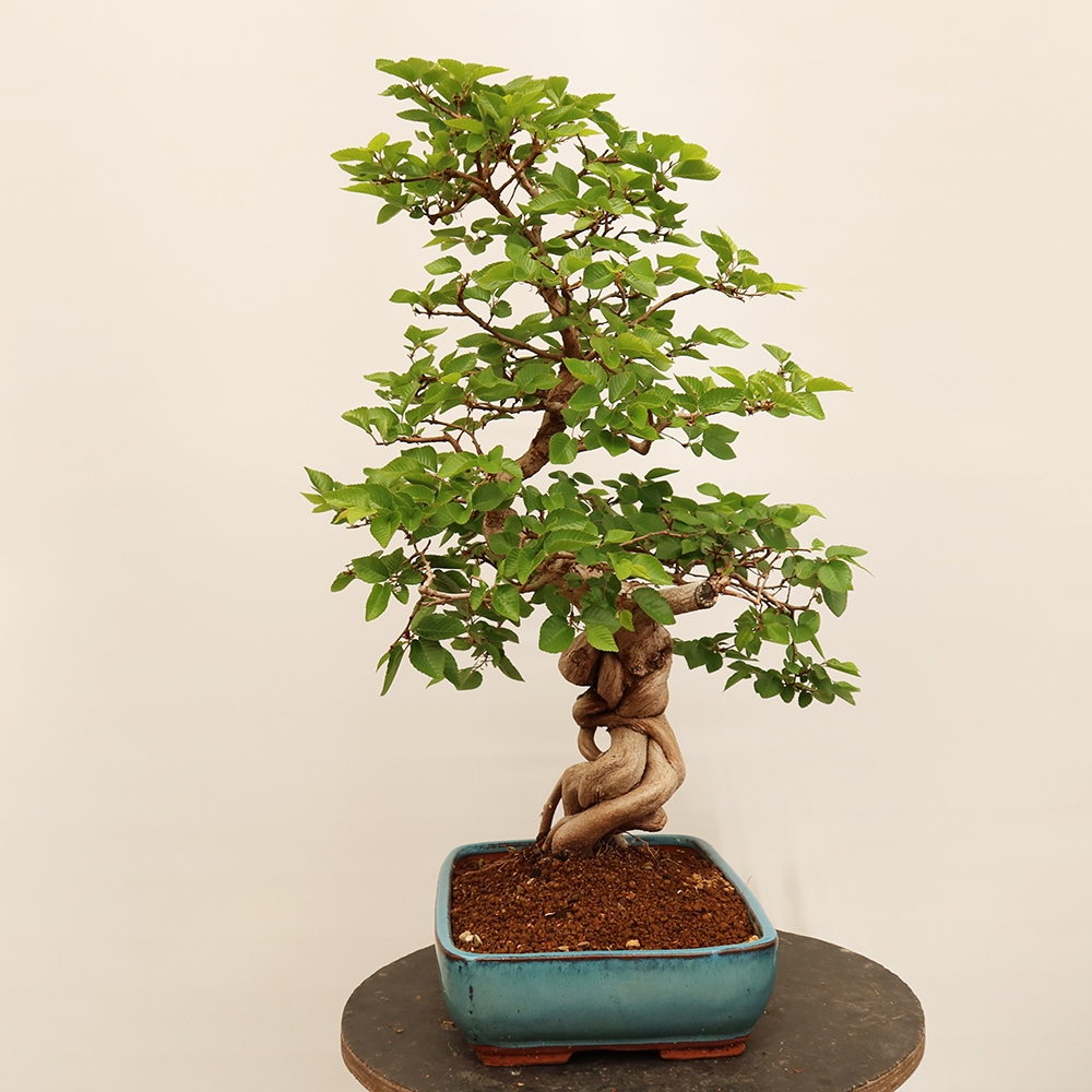 Bonsai für draußen - Karpinus Coreana - Koreanische Hainbuche