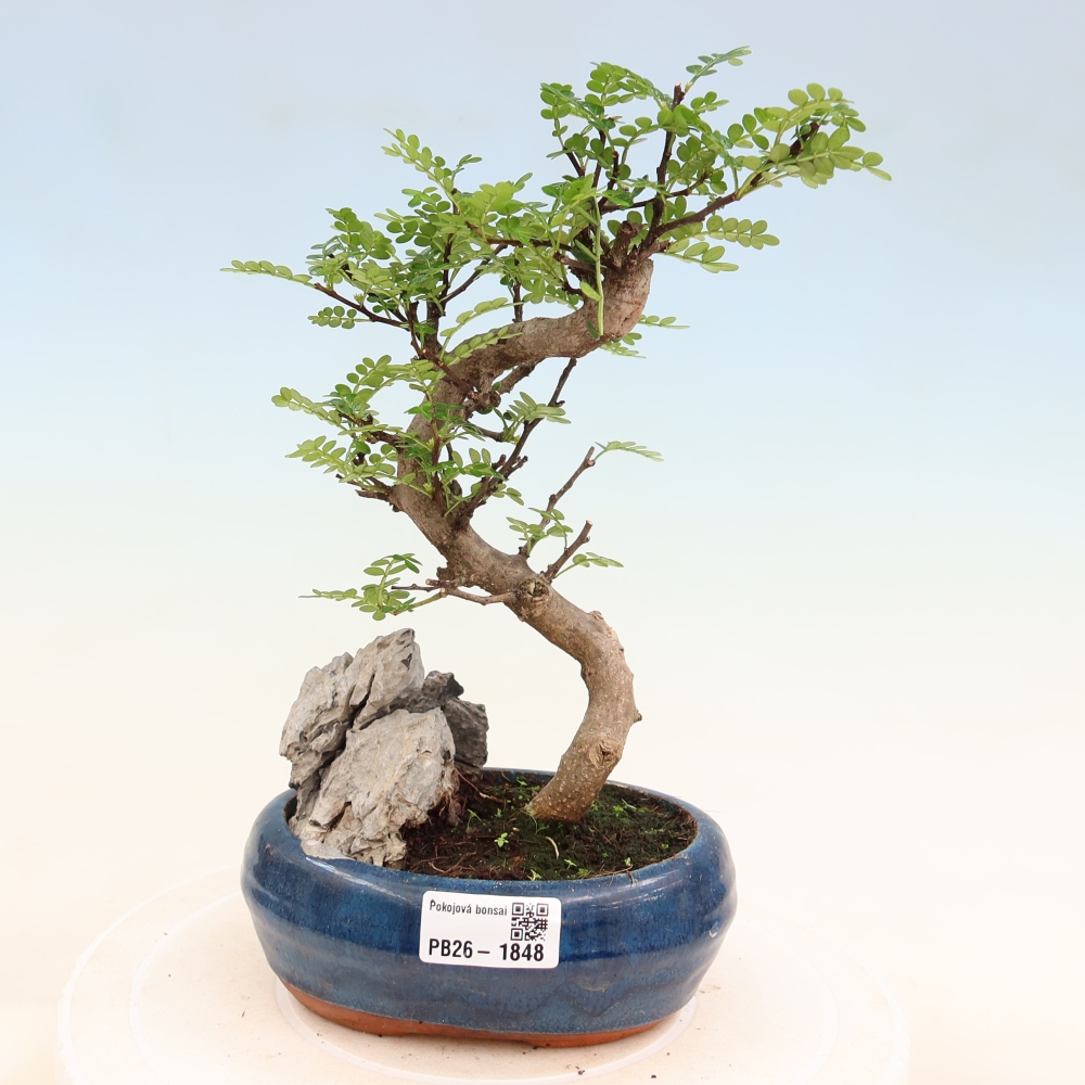 Zimmer Bonsai - Zantoxylum piperitum - Pfefferbaum