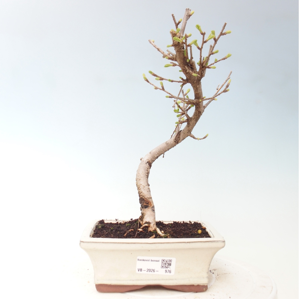 Bonsai für draußen -Pseudolarix amabis-Pseudolarix amabis