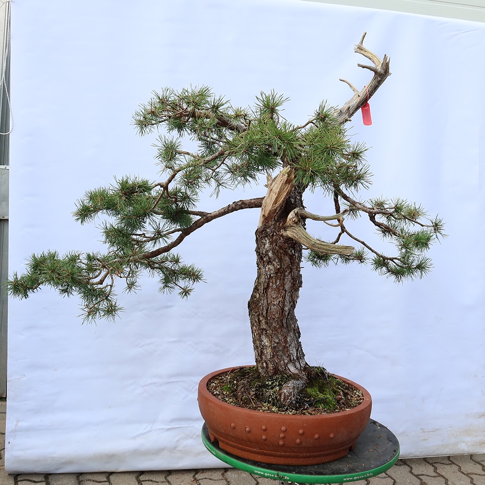 Pinus sylvestris Spanien – Waldkiefer
