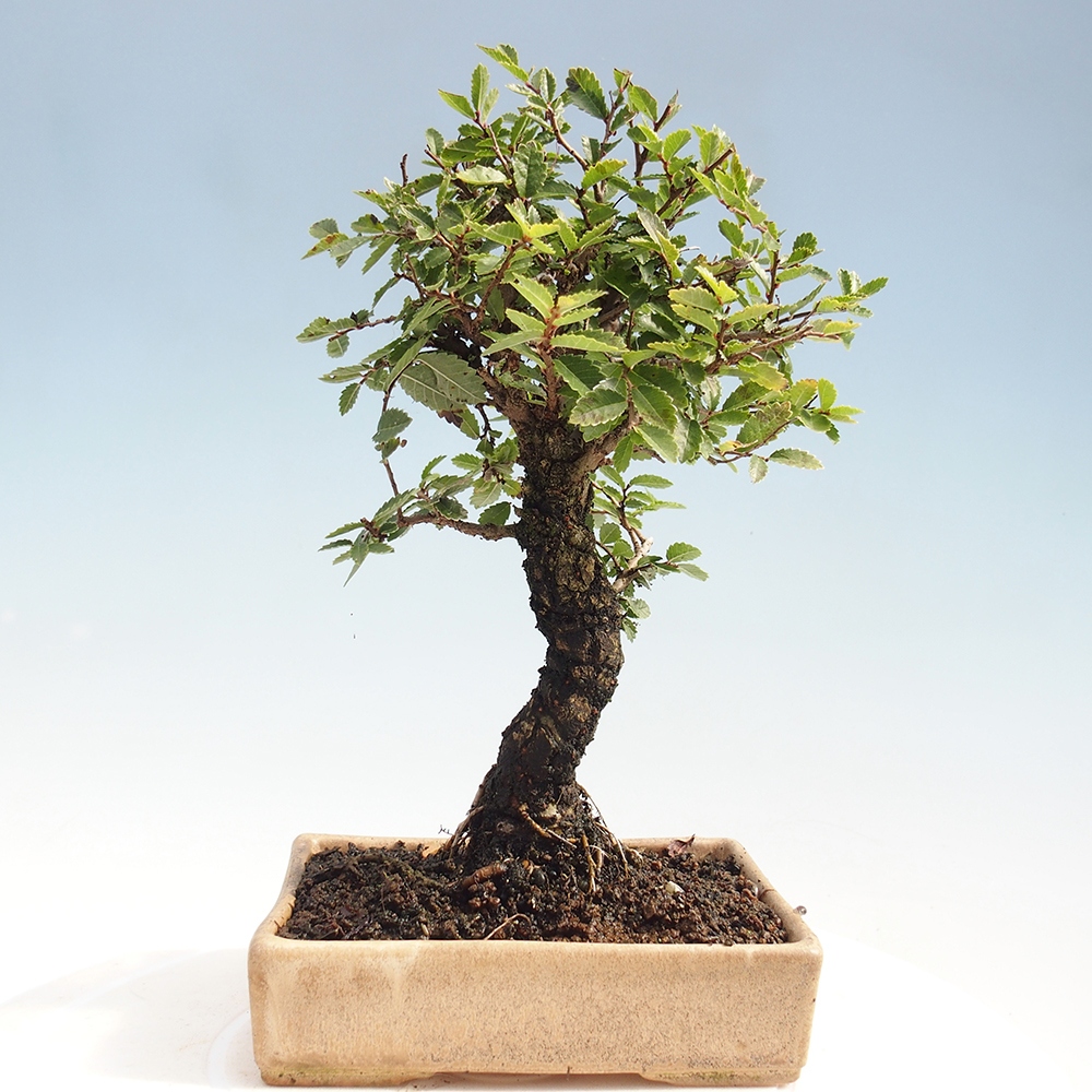 Bonsai für draußen - Zelkova - Zelkova NIRE