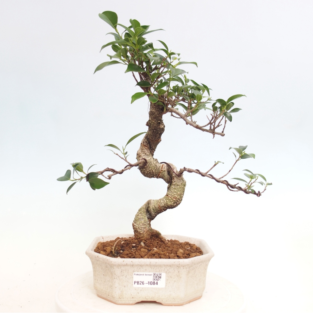 Zimmerbonsai - Ficus retusa - Kleinblättriger Ficus