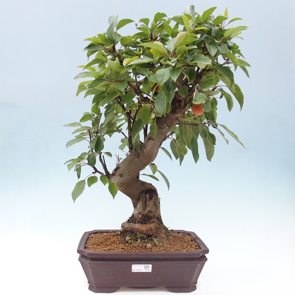 Outdoor-Bonsai -Malus halliana - Kleinfrüchtiger Apfelbaum