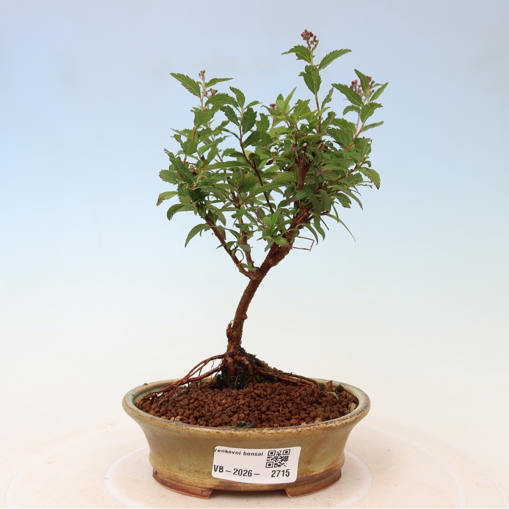 Bonsai für den Außenbereich – Japanische Spirea – Spirea japonica Anthony Waterer