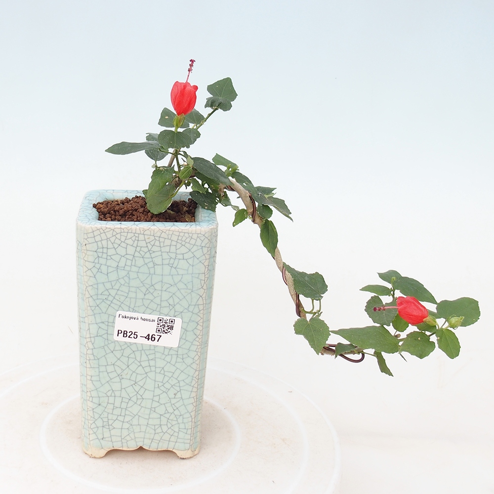 Zimmerbonsai - Malvaviscus arboreus