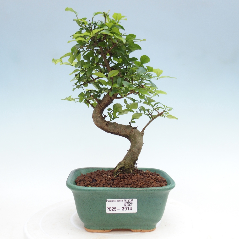 Zimmer Bonsai -Ligustrum chinensis - Vogelschnabel