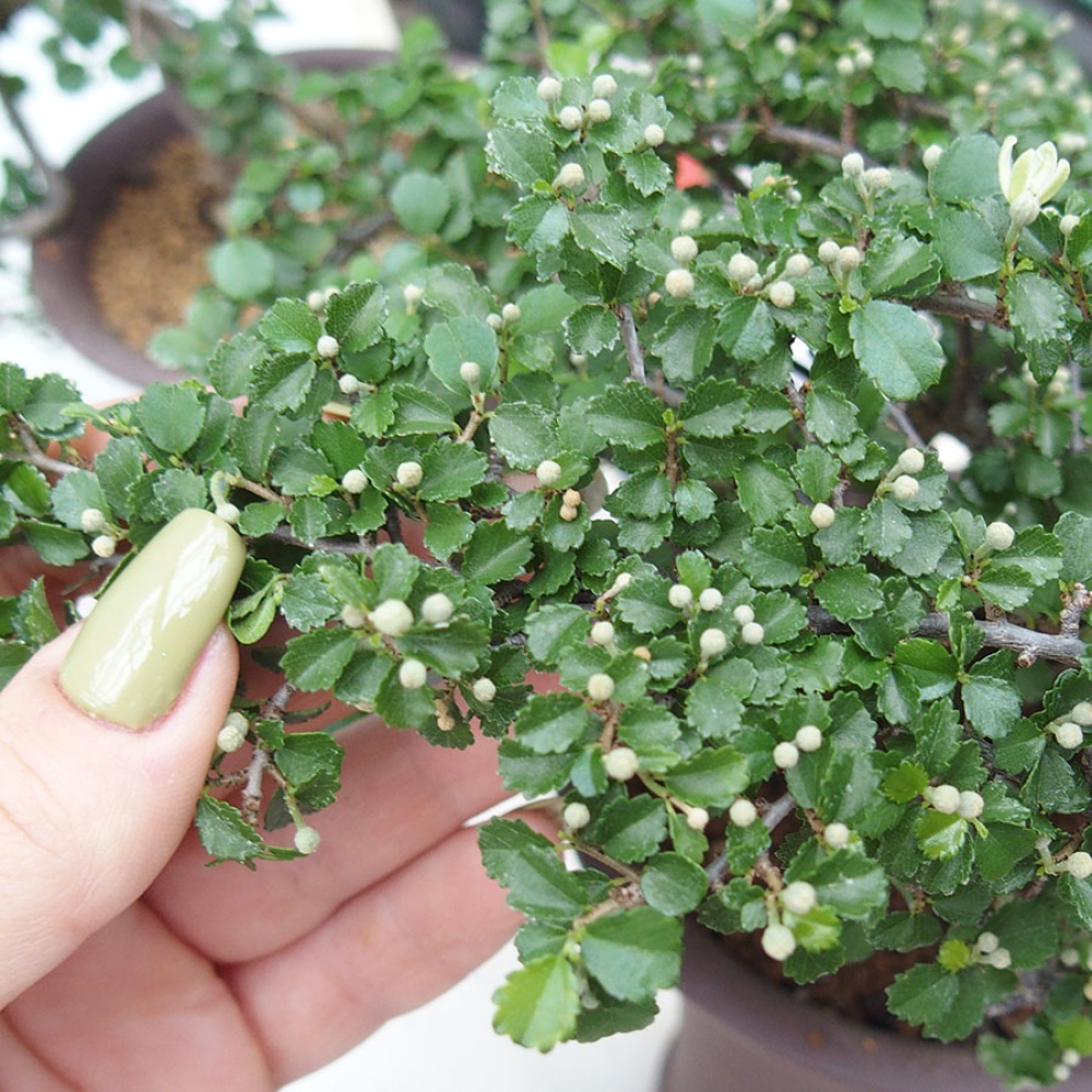 Zimmerbonsai - Grewia sp. - Grewia malafolia