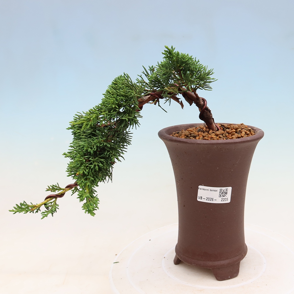 Bonsai für draußen - Juniperus chinensis Kishu
