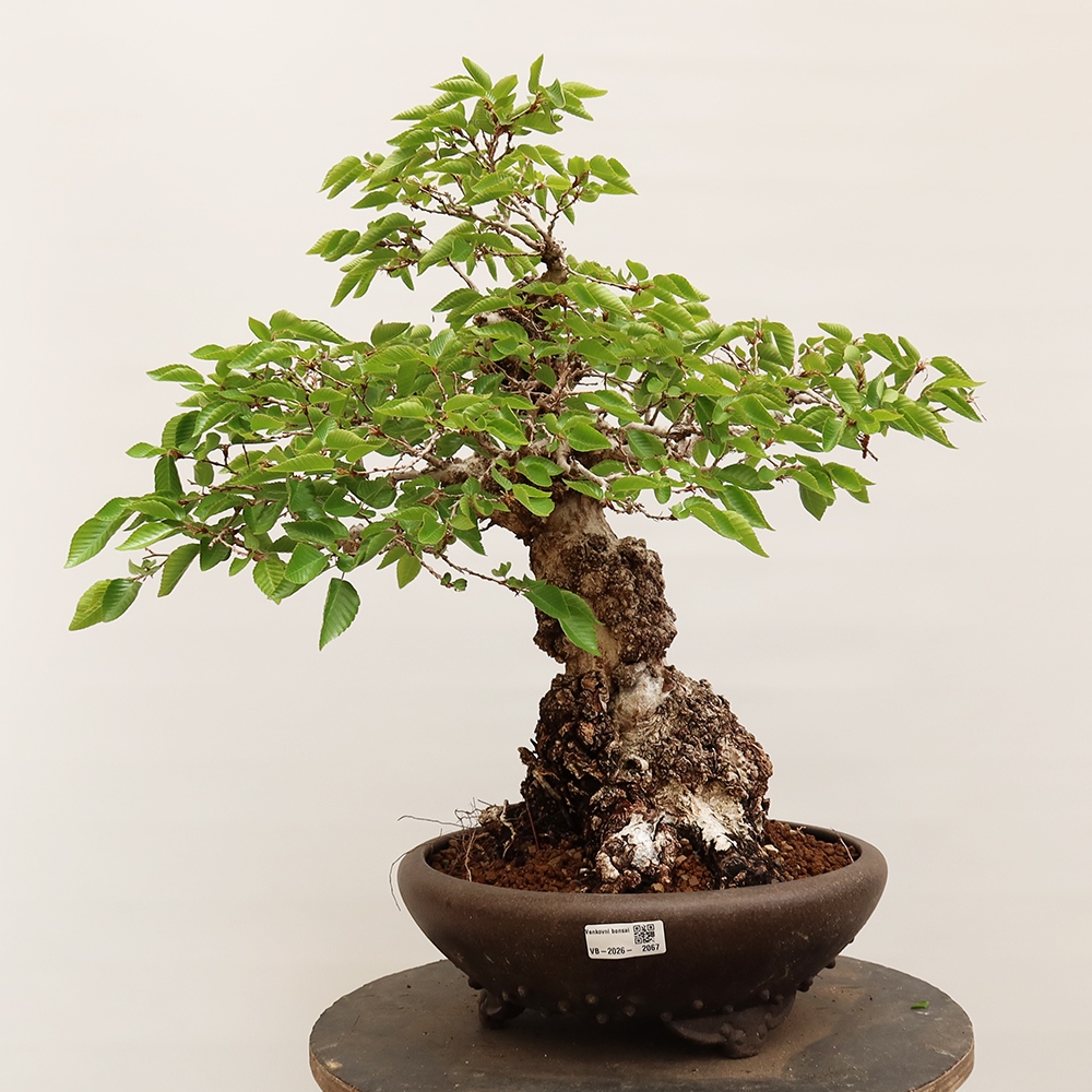 Bonsai für draußen - Karpinus Coreana - Koreanische Hainbuche