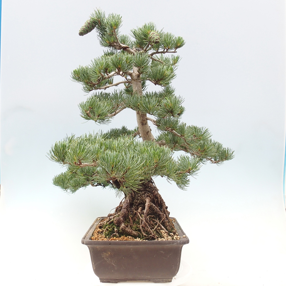 Bonsai für draußen - Pinus parviflora - Pinus parviflora