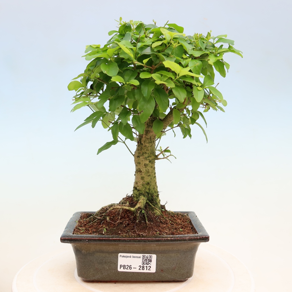 Zimmer Bonsai -Ligustrum chinensis - Vogelschnabel