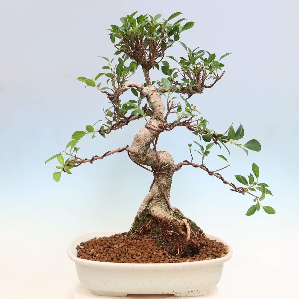 Zimmerbonsai - Ficus kimmen - Kleinblättriger Ficus