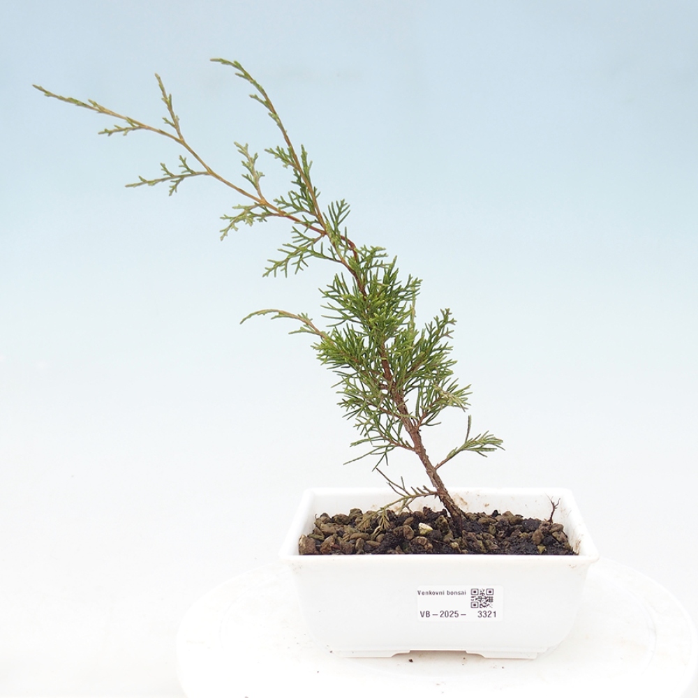 Bonsai für draußen - Juniperus chinensis Itoigawa