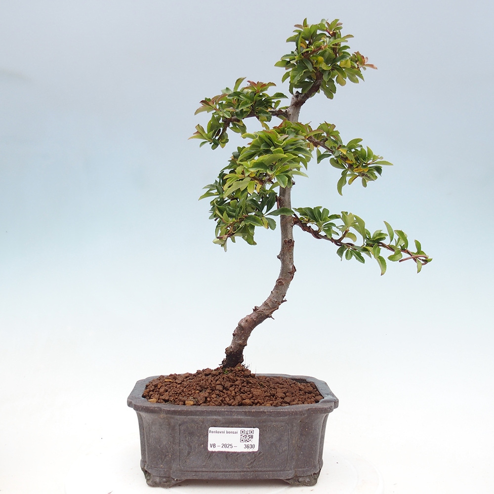 Freiland-Bonsai-Pyracantha Teton -Hlox