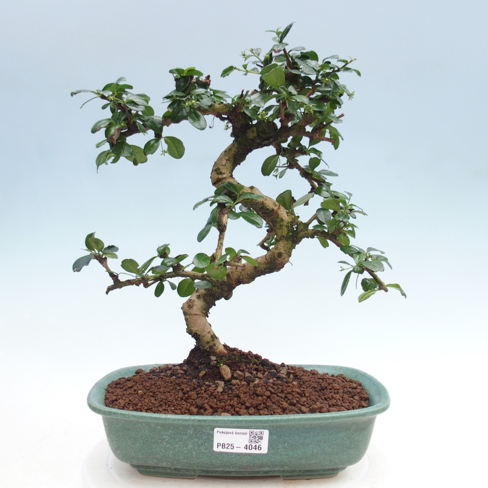 Zimmer-Bonsai - Carmona macrophylla - Tee-Fuki