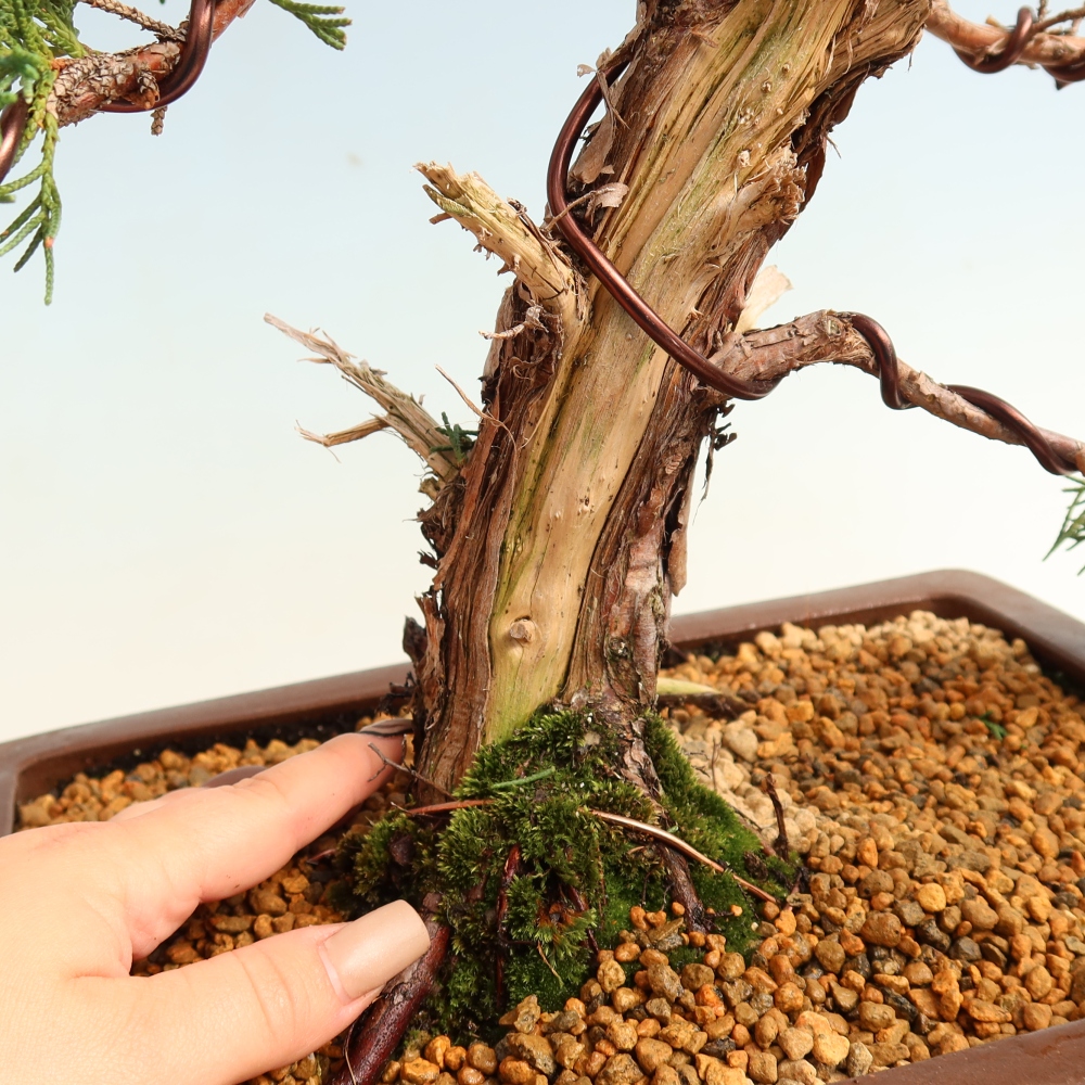 Bonsai für draußen - Juniperus chinensis Kishu