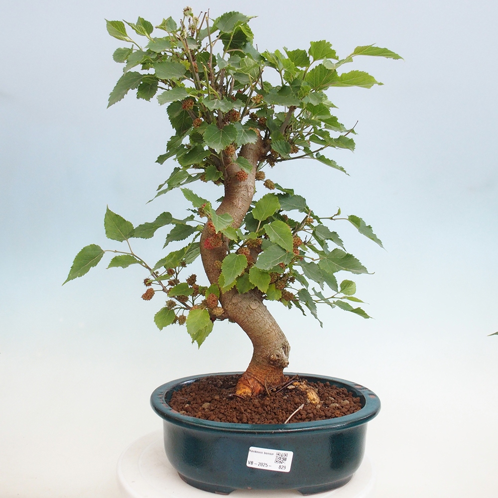Bonsai für draußen -Morus alba - Maulbeere