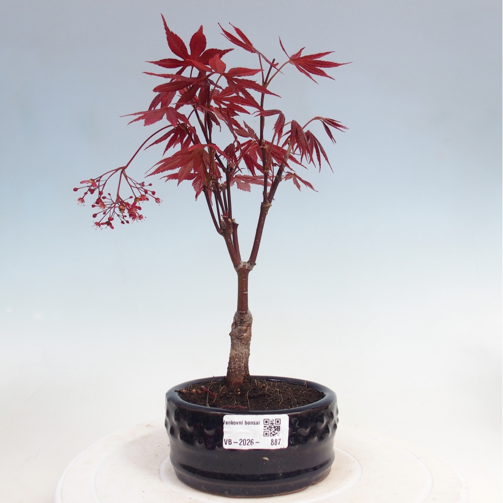 Bonsai für draußen - Acer-Palme. Atropurpureum-Javor palmate