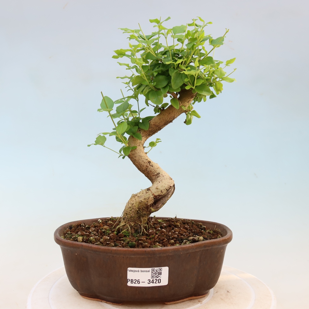 Zimmer Bonsai -Ligustrum chinensis - Vogelschnabel