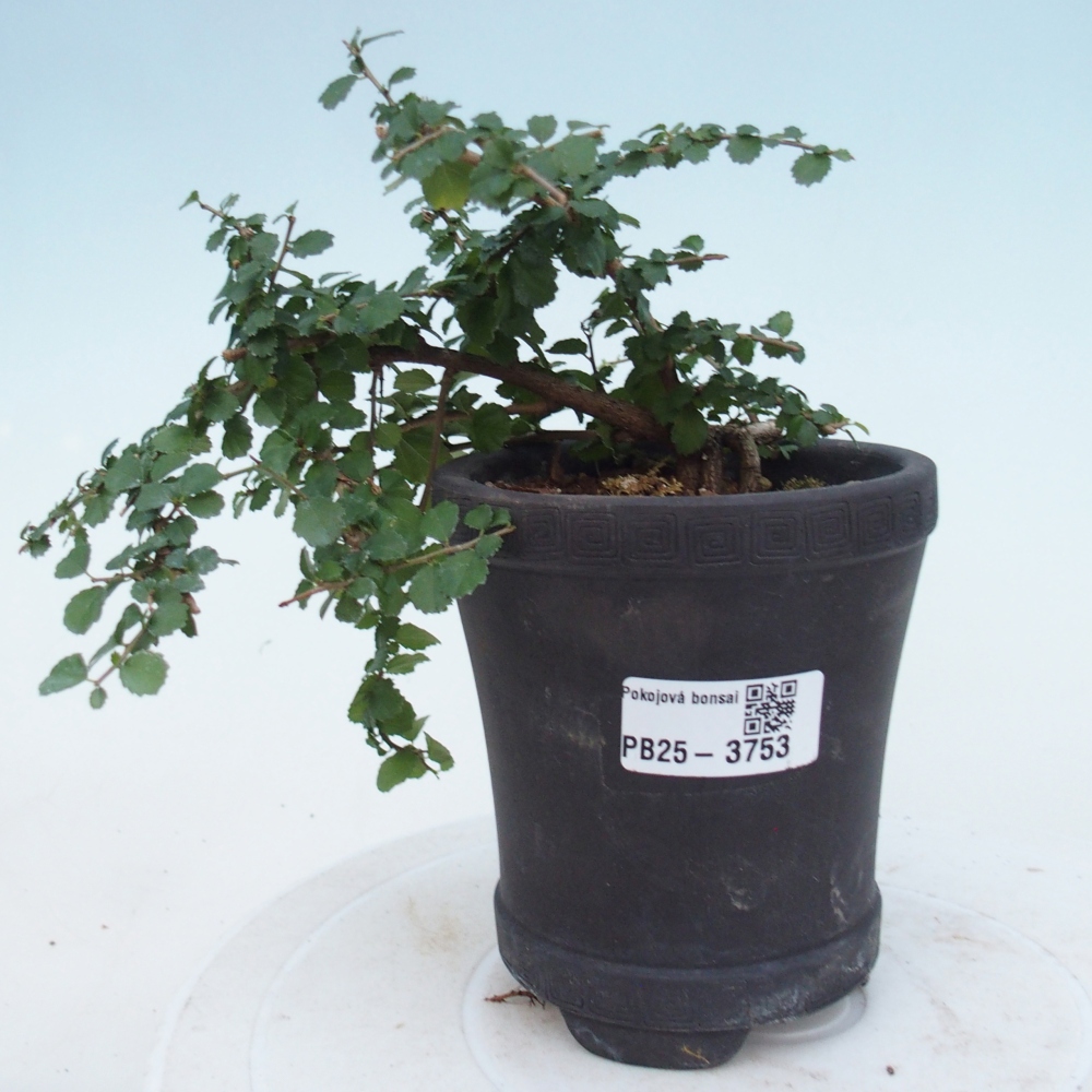Zimmerbonsai - Grewia sp. - Grewia malafolia