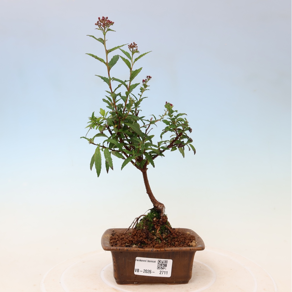 Bonsai für den Außenbereich – Japanische Spirea – Spirea japonica Anthony Waterer