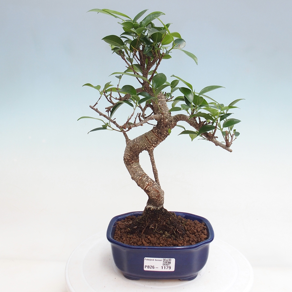 Zimmerbonsai - Ficus retusa - Kleinblättriger Ficus