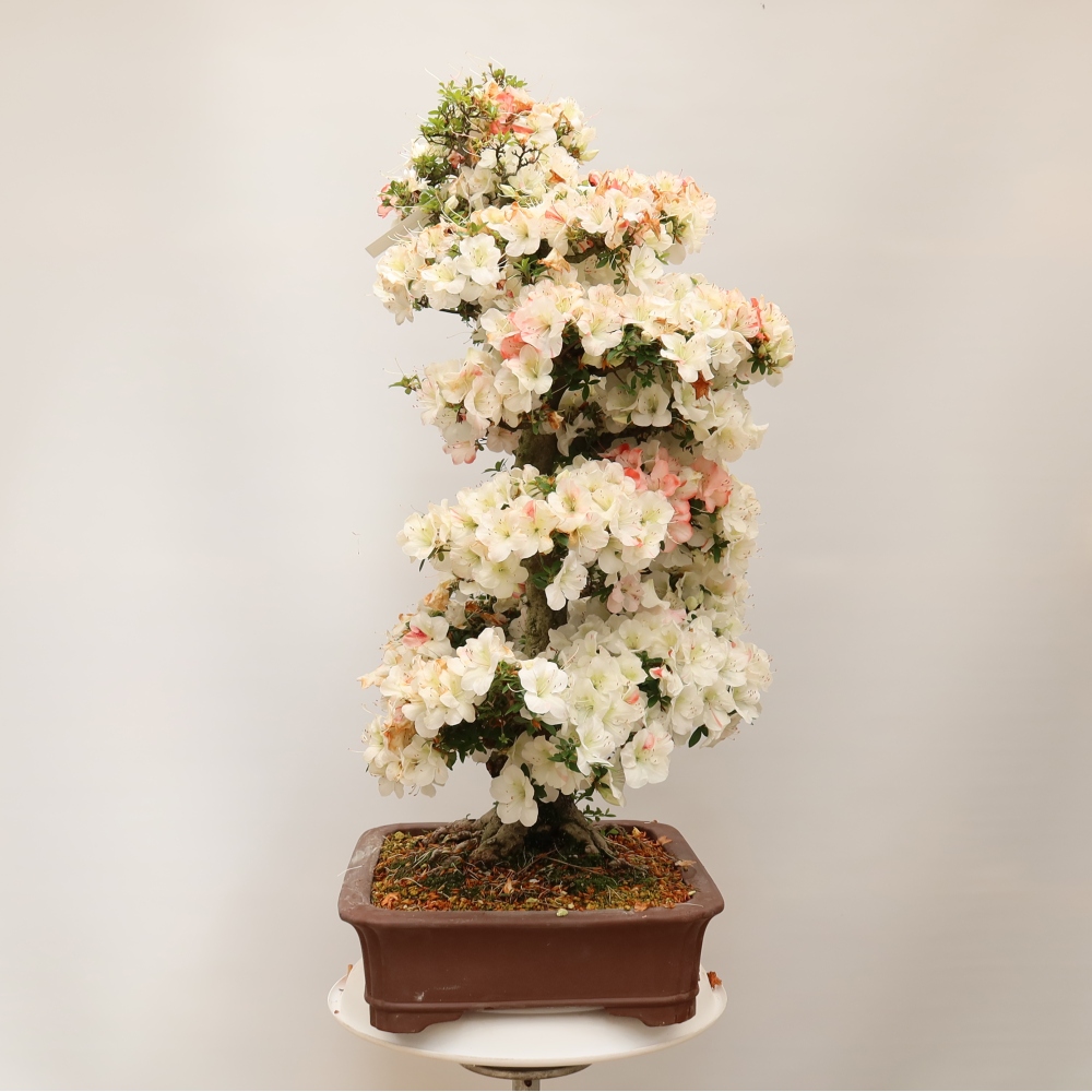 Bonsai für draußen - Japanische Azalee - Azalee Tochizumi