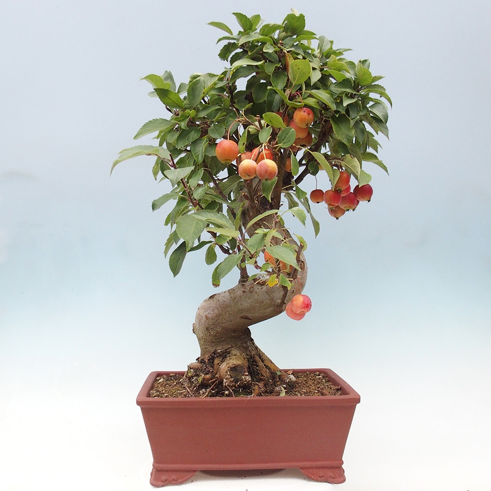 Outdoor-Bonsai -Malus halliana - Kleinfrüchtiger Apfelbaum