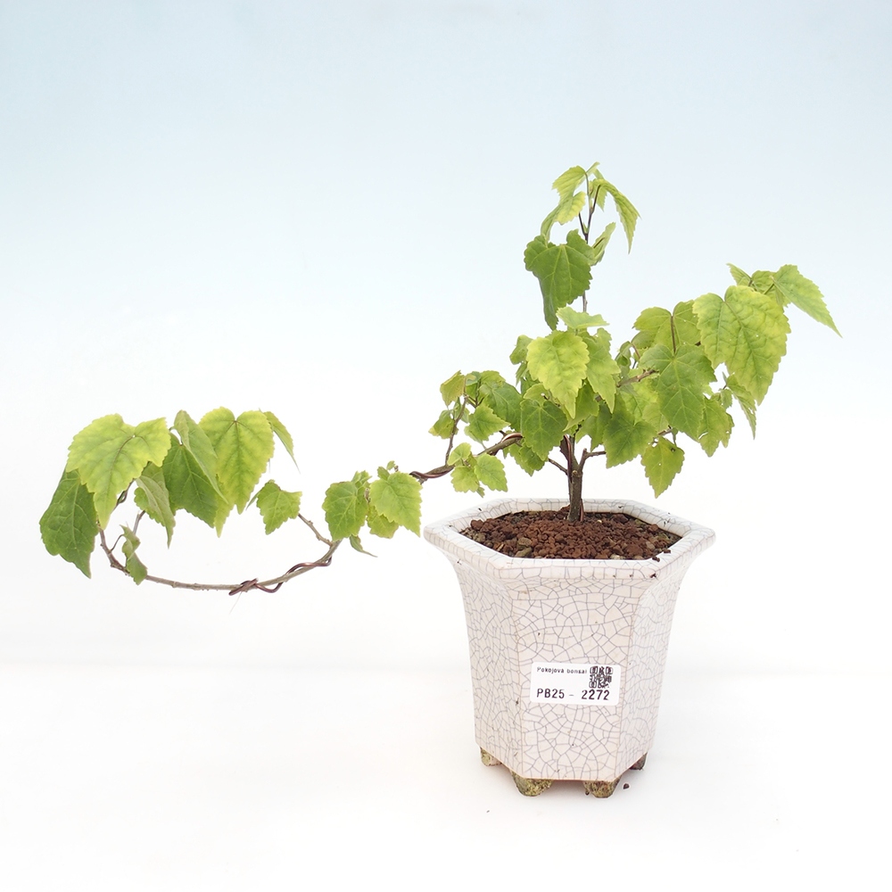 Zimmerbonsai - Abutilon Big Bell - Moltebeere