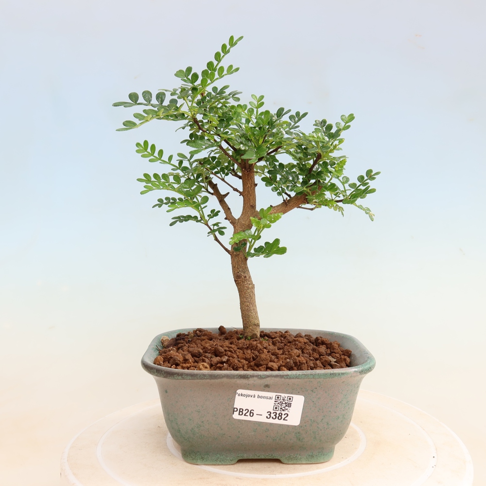 Zimmer Bonsai - Zantoxylum piperitum - Pfefferbaum