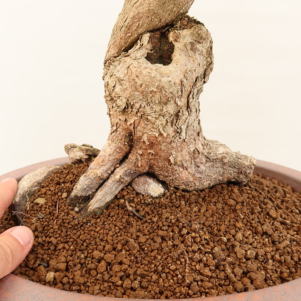 Bonsai für draußen - Karpinus Coreana - Koreanische Hainbuche