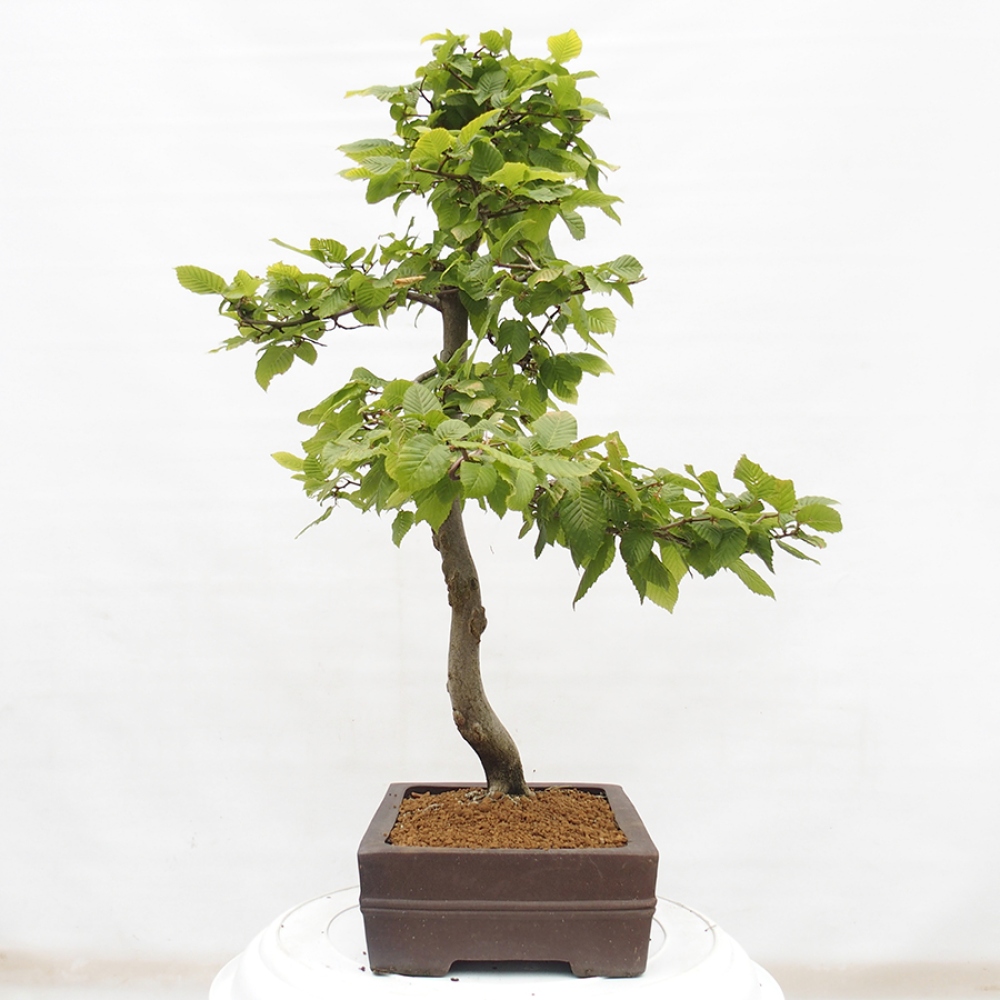Bonsai für draußen - Hainbuche - Carpinus betulus