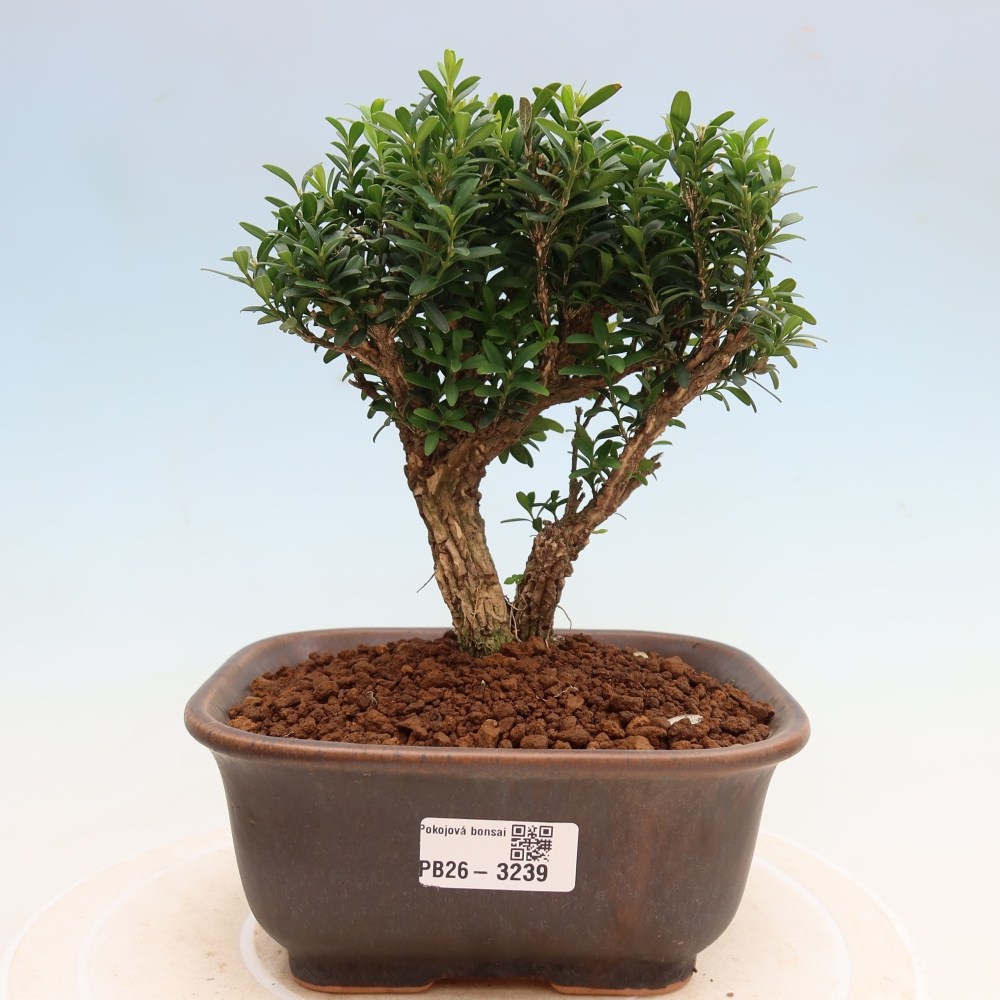 Zimmer Bonsai - Buxus harlandii - Korkbuxus