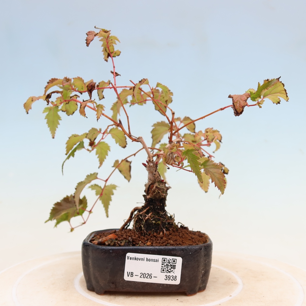 Bonsai für den Außenbereich – Stephanandra incisa – Gebogene Stephanandra