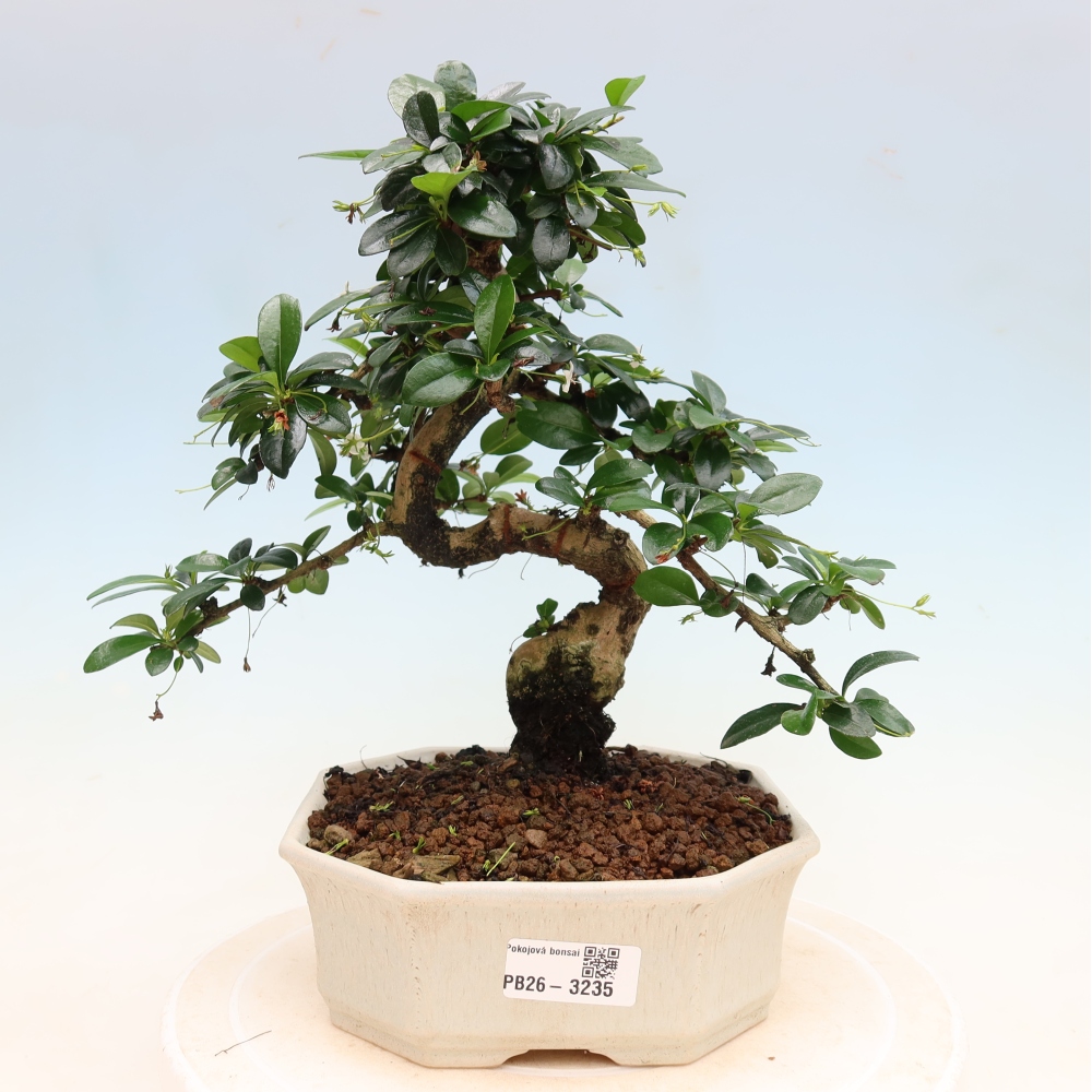 Zimmer-Bonsai - Carmona macrophylla - Tee-Fuki
