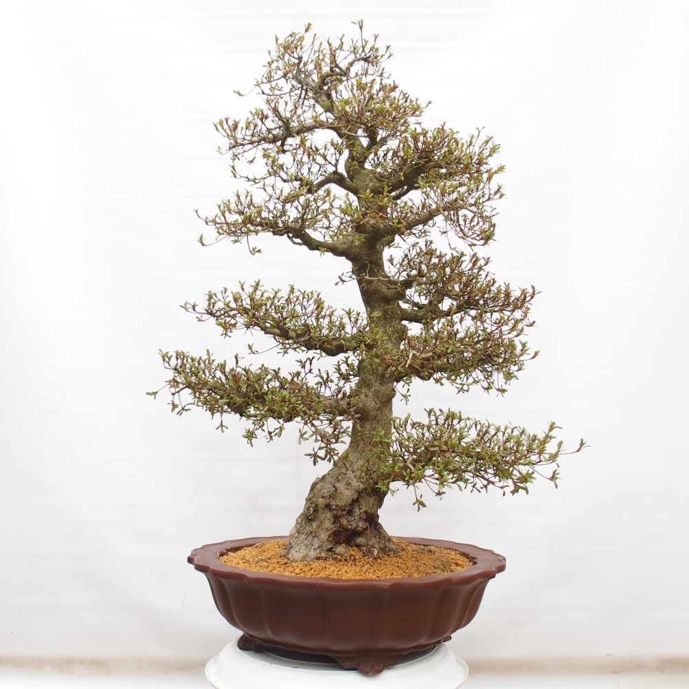 Bonsai für draußen - Japanische Azalee - Azalee Kinu-no-Hikari
