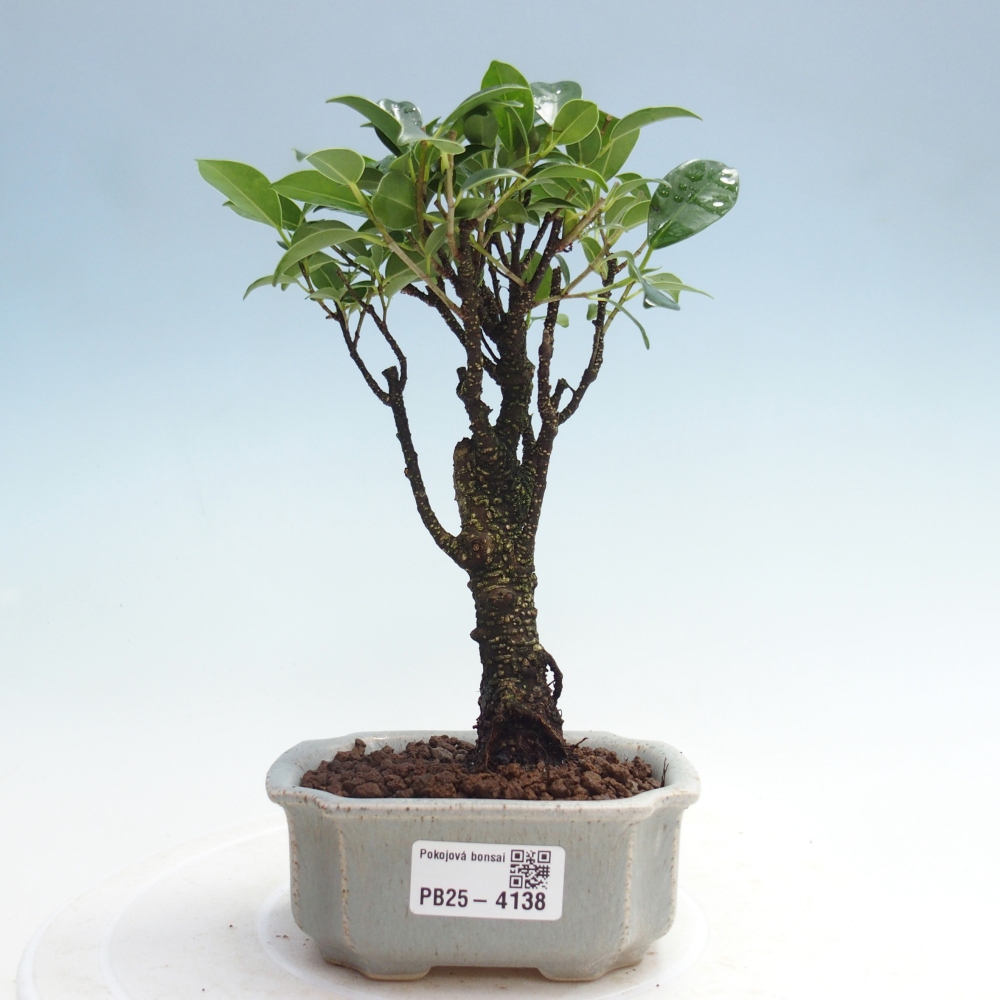 Zimmer Bonsai Ficus retusa kimmen