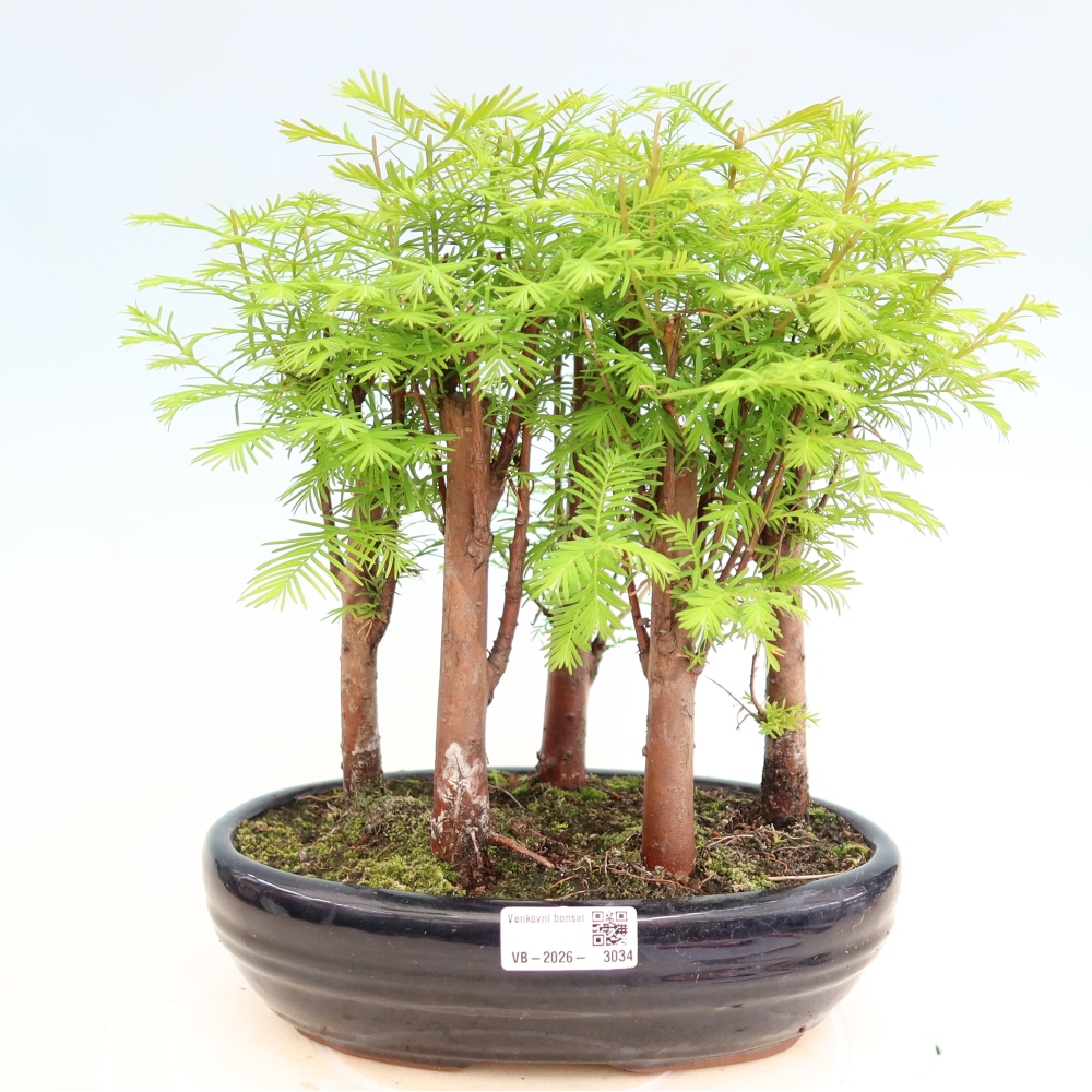 Bonsai für den Außenbereich – Metasequoia glyptostroboides – Chinesische Metasequoia – Wäldchen