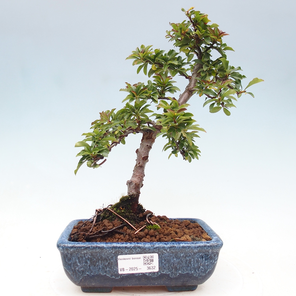 Freiland-Bonsai-Pyracantha Teton -Hlox