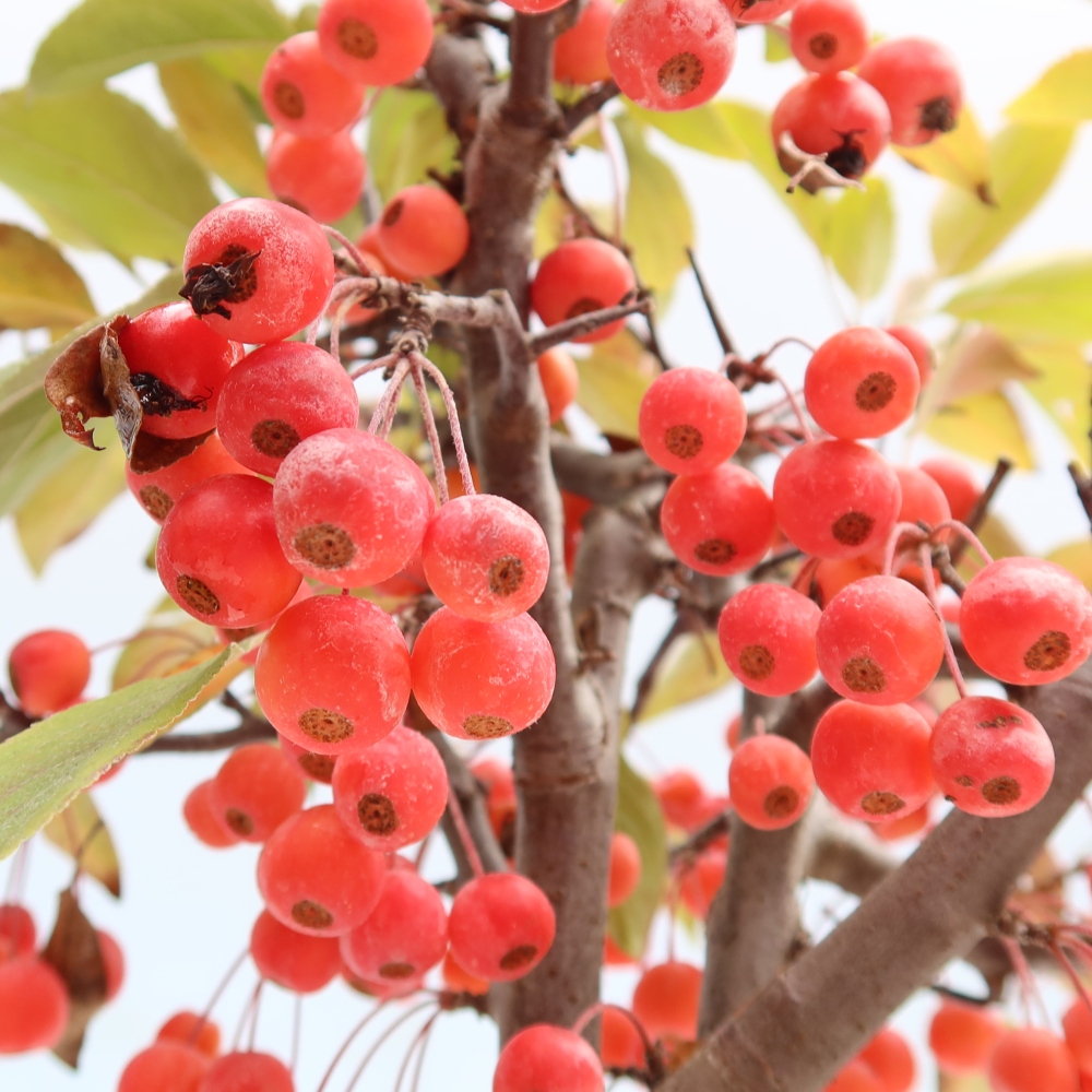 Outdoor-Bonsai -Malus domestica - Kleinfrüchtiger rotblättriger Apfelbaum