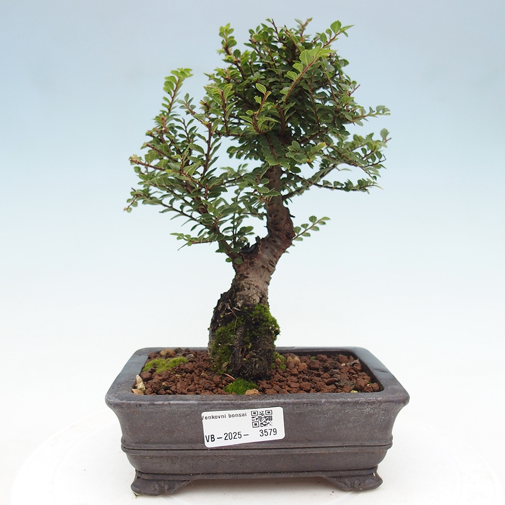 Bonsai für draußen - Ulmus parvifolia Hokkaido - Chinesische Ulme