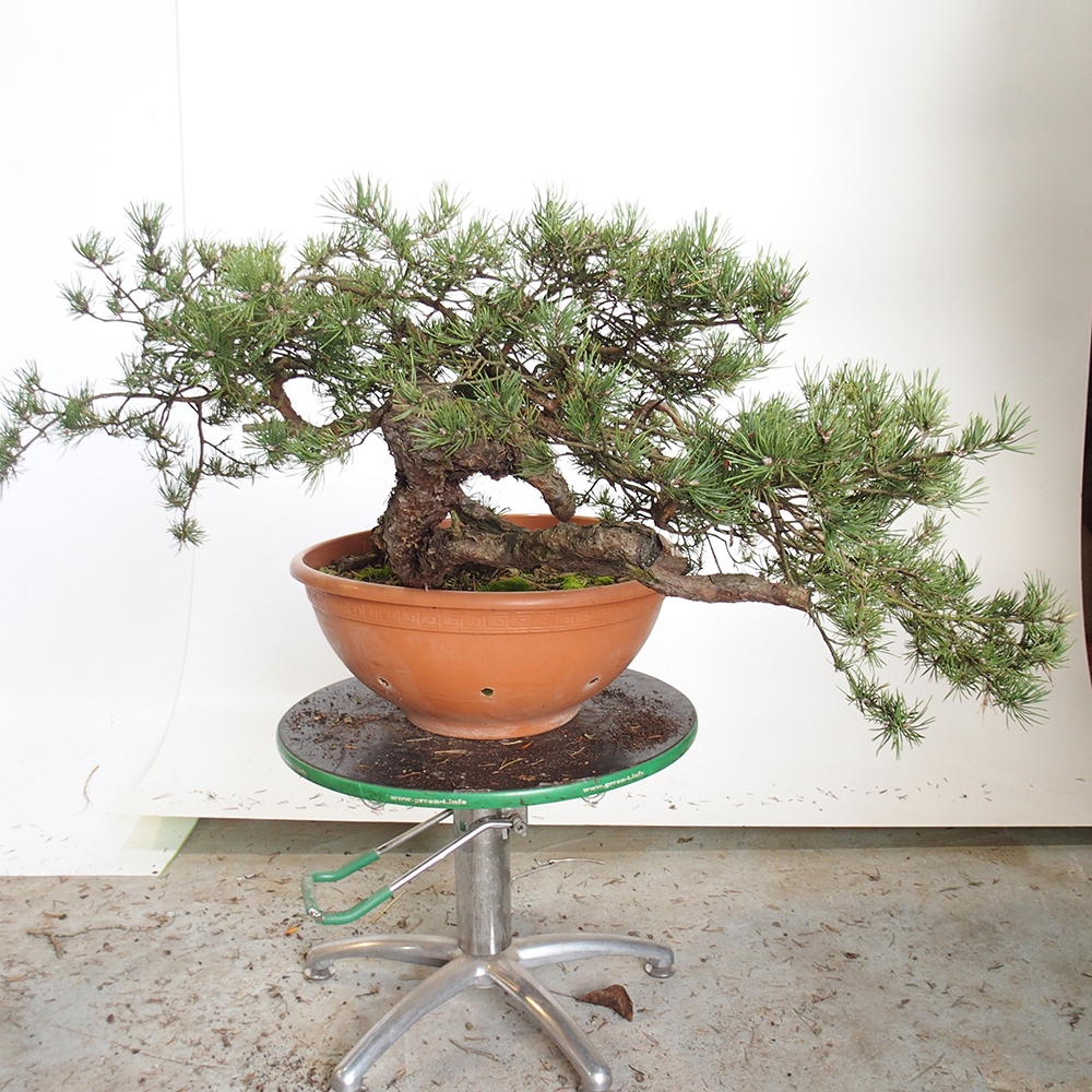 Yamadori - Pinus sylvestris Spanien