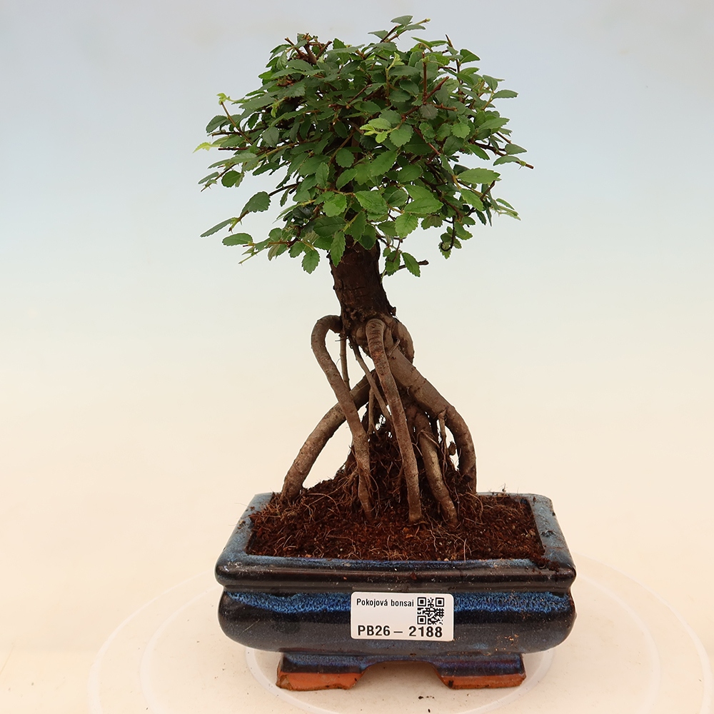 Zimmerbonsai - Ulmus parvifolia - Kleinblättrige Ulme