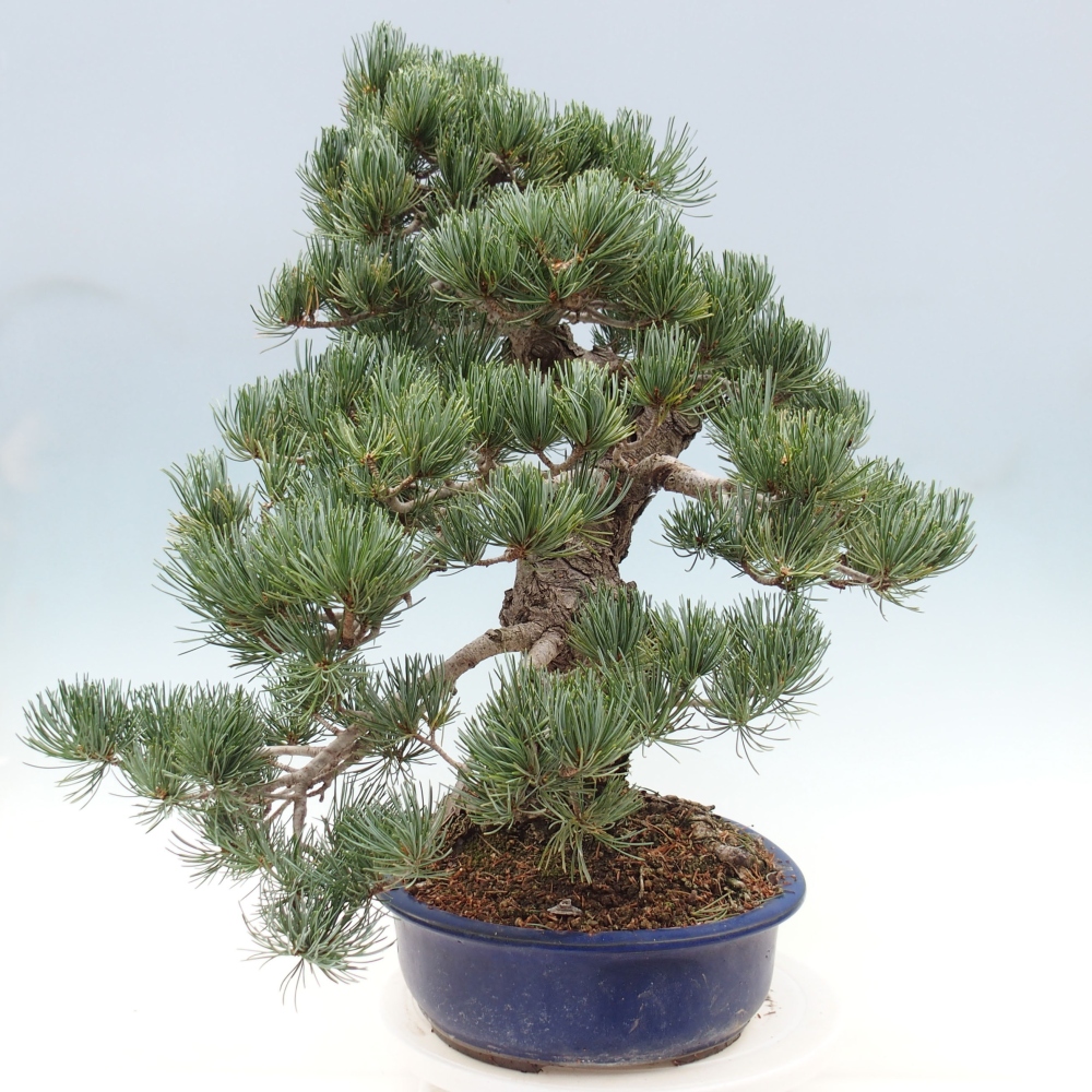Bonsai für draußen - Pinus parviflora - Pinus parviflora